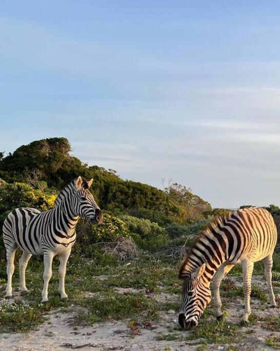 גנסבאי Ocean Retreat, Romansbaai מראה חיצוני תמונה